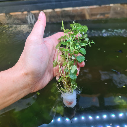 Gold/ Green Pennywort Aquarium Plant for Background 5 stems 10cm - Nano Tanks Australia Aquarium Shop