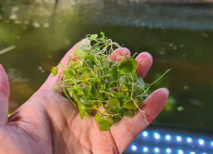 Gold/ Green Pennywort Aquarium Plant for Background 5 stems 10cm - Nano Tanks Australia Aquarium Shop