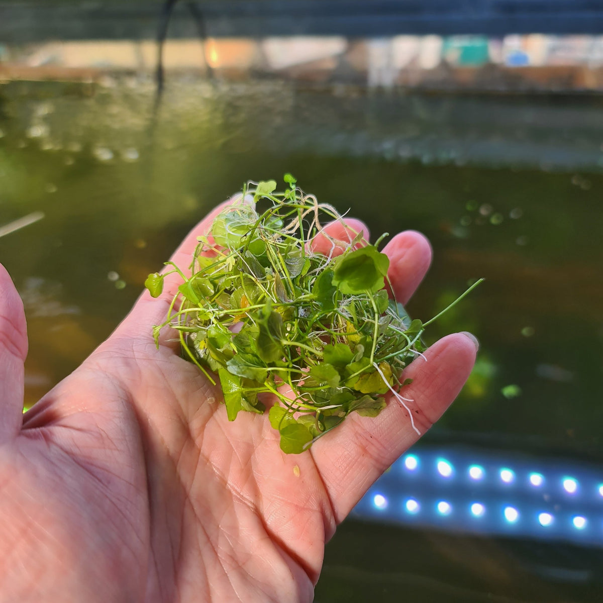Gold/ Green Pennywort Aquarium Plant for Background 5 stems 10cm - Nano Tanks Australia Aquarium Shop