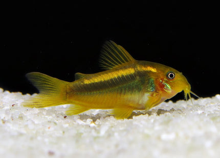 Gold Laser Corydoras CW10 3-5cm - Nano Tanks Australia