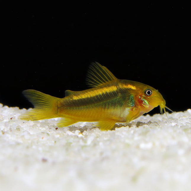 Gold Laser Corydoras CW10 3-5cm - Nano Tanks Australia