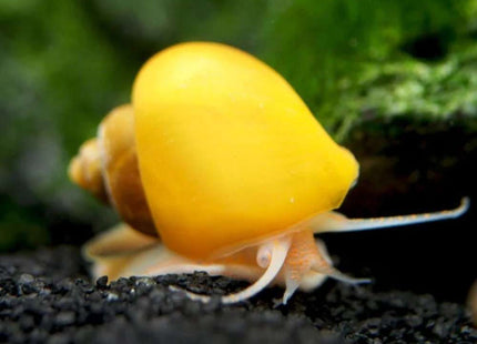 Gold Mystery Snail - Nano Tanks Australia