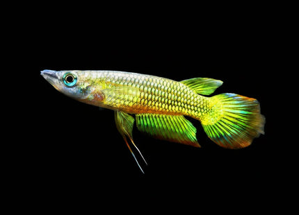 Gold Panchax Aplocheilus lineatus - Nano Tanks Australia