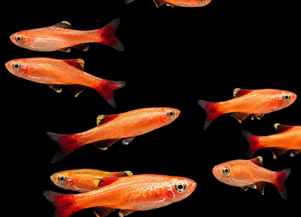 Gold White Cloud Mountain Minnow (Tanichthys albonubes) 2-3cm - Nano Tanks Australia
