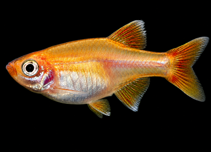 Gold White Cloud Mountain Minnow (Tanichthys albonubes) 2-3cm - Nano Tanks Australia