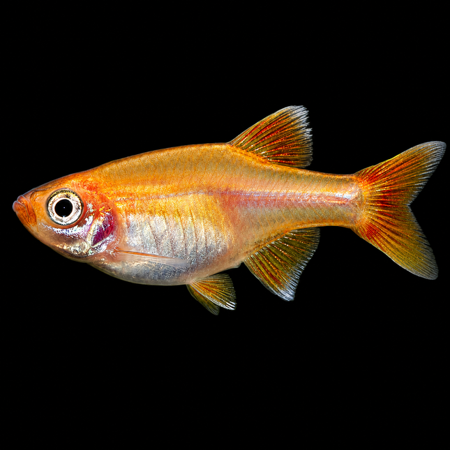 Gold White Cloud Mountain Minnow (Tanichthys albonubes) 2-3cm - Nano Tanks Australia