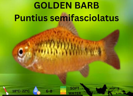 Golden Barbs Barbodes semifasciolatus 3cm - Nano Tanks Australia Aquarium Shop