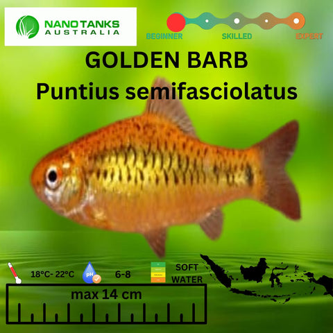 Golden Barbs Barbodes semifasciolatus 3cm - Nano Tanks Australia Aquarium Shop