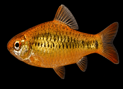 Golden Barb (Barbodes semifasciolatus) 3cm - Nano Tanks Australia