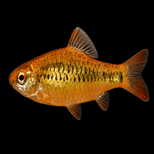 Golden Barb (Barbodes semifasciolatus) 3cm - Nano Tanks Australia