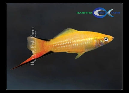 Golden Comet Swordtail 3-6cm - Nano Tanks Australia