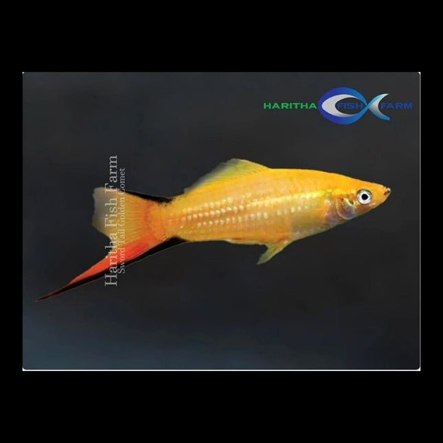 Golden Comet Swordtail 3-6cm - Nano Tanks Australia