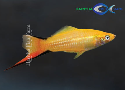 Golden Comet Swordtail (Xiphophorus hellerii)