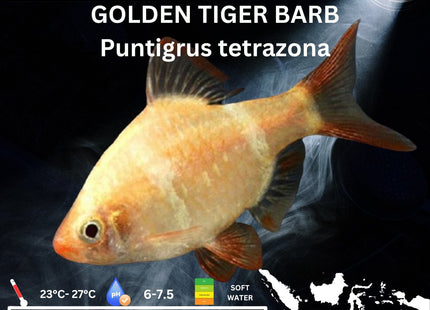 Golden Tiger Barbs Puntigrus tetrazona 2-4cm - Nano Tanks Australia Aquarium Shop