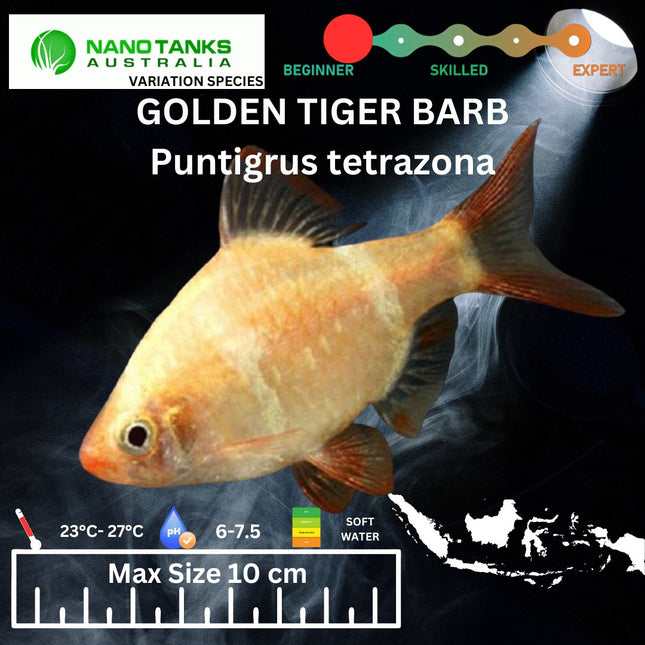 Golden Tiger Barbs Puntigrus tetrazona 2-4cm - Nano Tanks Australia Aquarium Shop