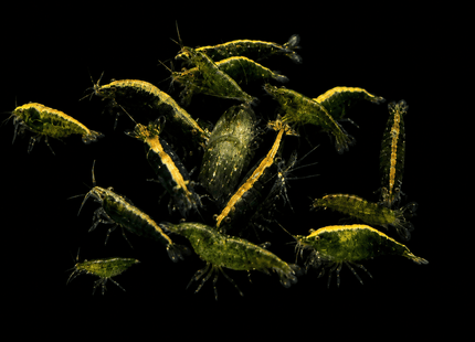 Green Cherry Shrimp - Nano Tanks Australia