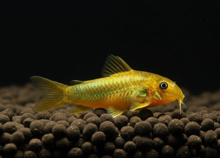 Green Laser Corydoras WILD CAUGHT STOCK - Nano Tanks Australia