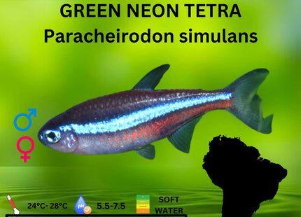 Green Neon Tetra - Nano Tanks Australia Aquarium Shop