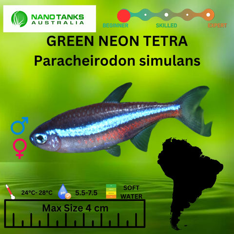 Green Neon Tetra - Nano Tanks Australia Aquarium Shop
