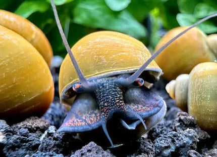 Green Purple/Black Footed Mystery Snail - Nano Tanks Australia