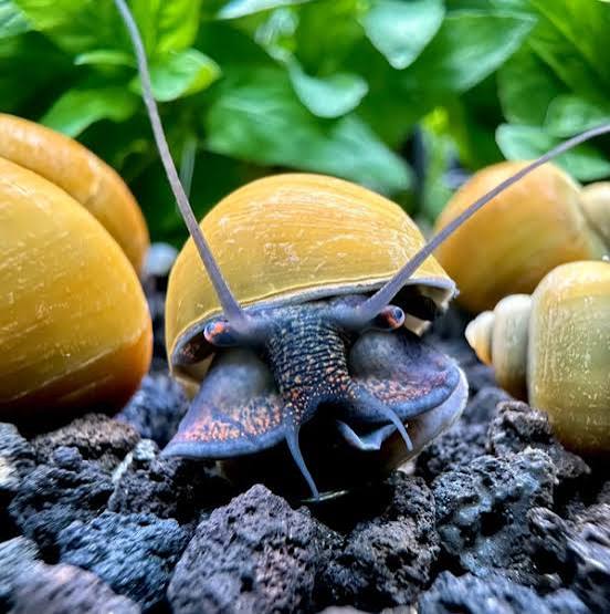 Green Purple/Black Footed Mystery Snail - Nano Tanks Australia