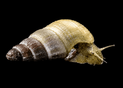 GREEN Rabbit Snails 2cm - Nano Tanks Australia