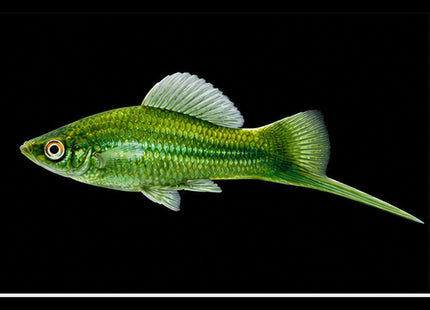 Green Swordtail (Xiphophorus hellerii) on black background