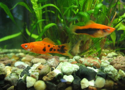 Green Swordtail 3-6cm - Nano Tanks Australia