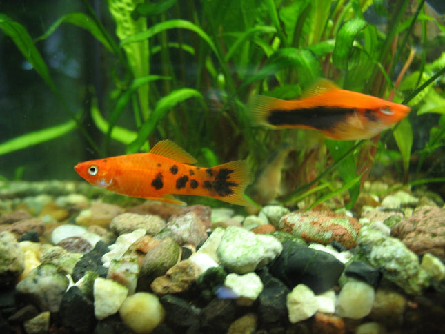 Green Swordtail 3-6cm - Nano Tanks Australia