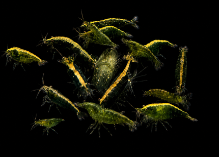 Green Cherry Shrimp