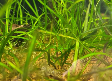 [GROWN HERE IN THE STORE] Thin Vallisneria (Vallisneria Torta) - The Elegant, Easy - Growing Background Plant - Nano Tanks Australia