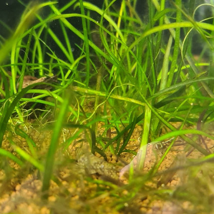 [GROWN HERE IN THE STORE] Thin Vallisneria (Vallisneria Torta) - The Elegant, Easy - Growing Background Plant - Nano Tanks Australia