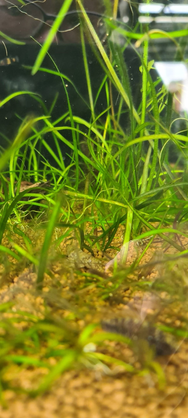 [GROWN HERE IN THE STORE] Thin Vallisneria (Vallisneria Torta) - The Elegant, Easy - Growing Background Plant - Nano Tanks Australia