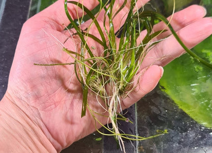 [GROWN HERE IN THE STORE] Thin Vallisneria (Vallisneria Torta) - The Elegant, Easy - Growing Background Plant - Nano Tanks Australia