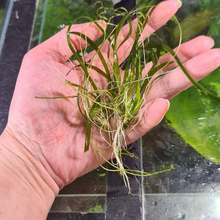 [GROWN HERE IN THE STORE] Thin Vallisneria (Vallisneria Torta) - The Elegant, Easy - Growing Background Plant - Nano Tanks Australia