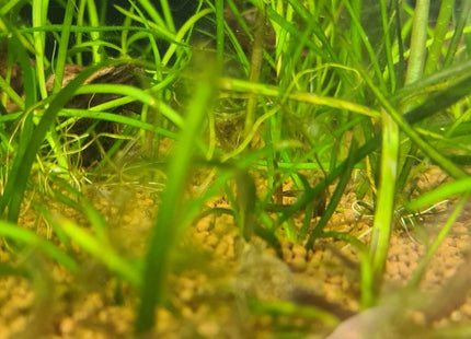 [GROWN HERE IN THE STORE] Thin Vallisneria (Vallisneria Torta) - The Elegant, Easy - Growing Background Plant - Nano Tanks Australia
