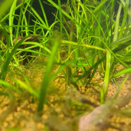 [GROWN HERE IN THE STORE] Thin Vallisneria (Vallisneria Torta) - The Elegant, Easy - Growing Background Plant - Nano Tanks Australia