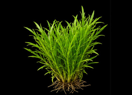 Guppy Grass (Najas guadalupensis) 5 Stems - Nano Tanks Australia