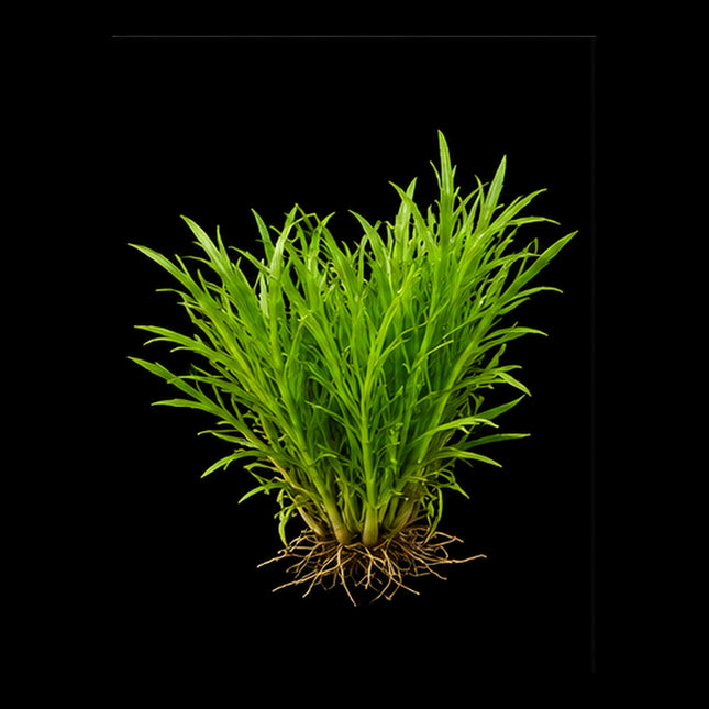 Guppy Grass (Najas guadalupensis) 5 Stems - Nano Tanks Australia
