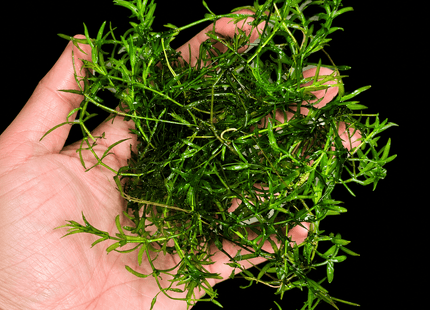 Guppy Grass (Najas guadalupensis) Clump - Nano Tanks Australia