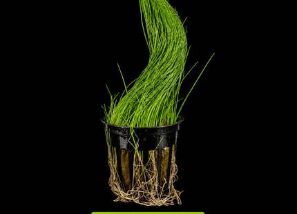 Hair Grass Pot - Nano Tanks Australia