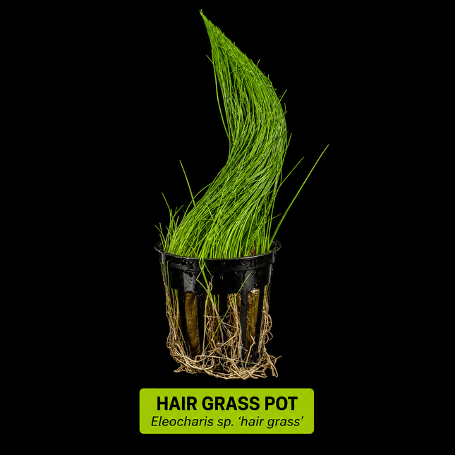 Hair Grass Pot - Nano Tanks Australia