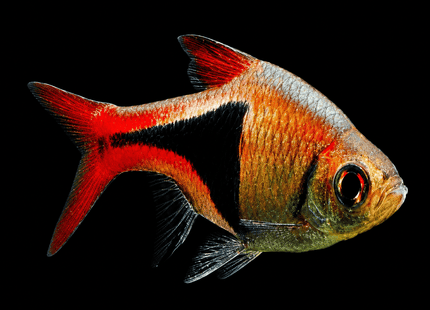 Harlequin Rasbora 3-4cm - Nano Tanks Australia
