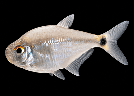 Head & Tail Light Tetra 2-4cm - Nano Tanks Australia