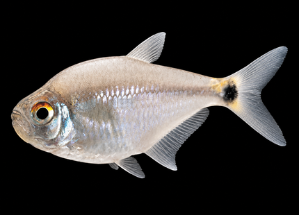 Head & Tail Light Tetra (Hemigrammus ocellifer) 3cm