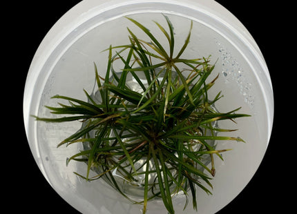Helanthium tenellum 'Narrow' Tissue Culture - Nano Tanks Australia