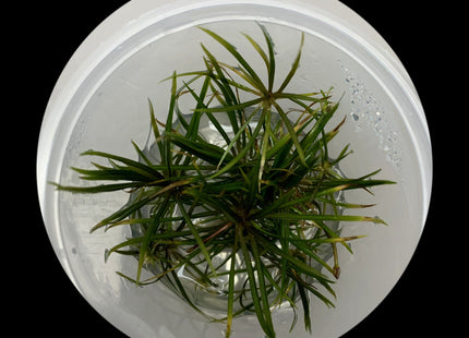 Helanthium tenellum Narrow tissue culture