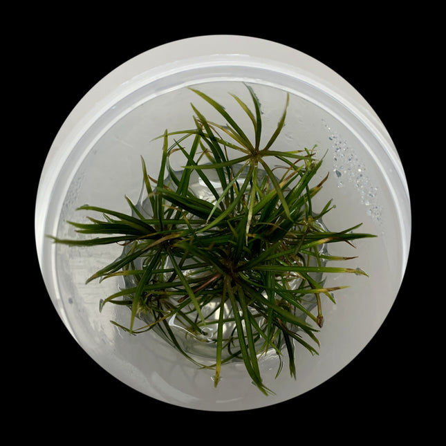 Helanthium tenellum Narrow tissue culture