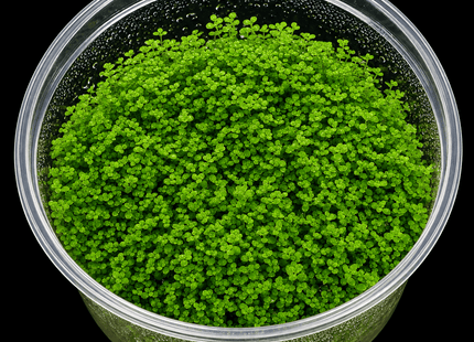 Hemianthus callitrichoides 'Cuba' Tissue Culture - Nano Tanks Australia