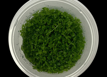 Hemianthus callitrichoides 'Cuba' Tissue Culture - Nano Tanks Australia